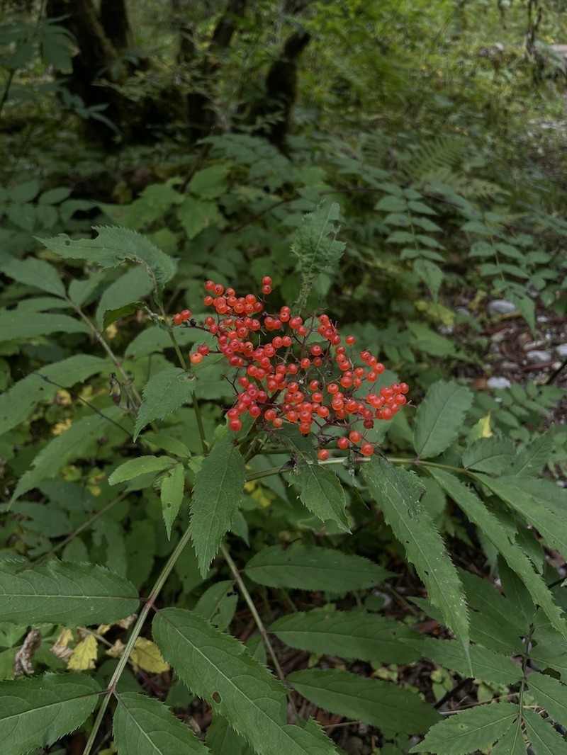 Sambucus adnata photo 6
