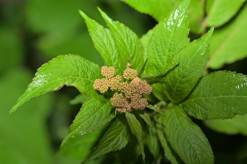 Sambucus adnata photo 7