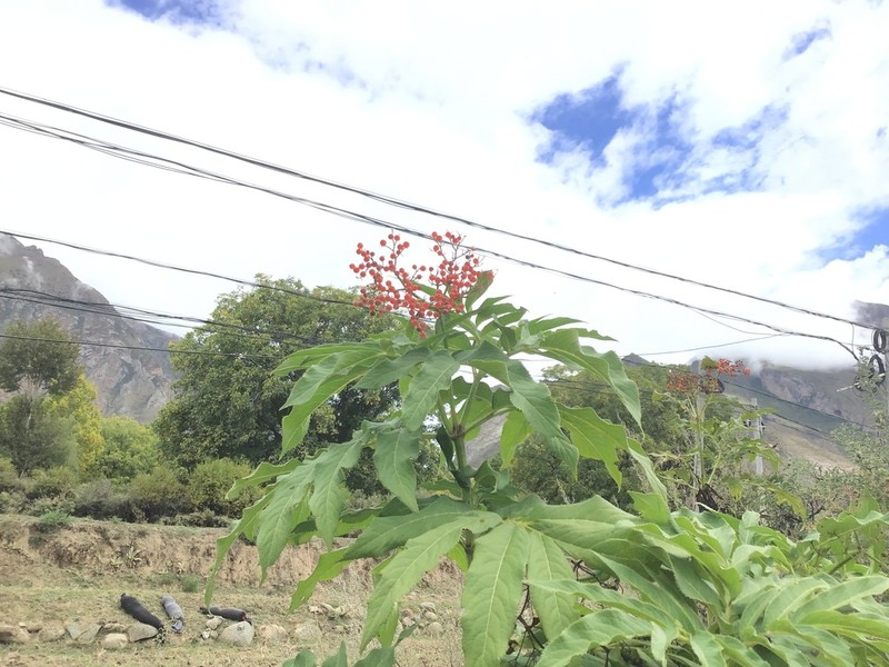 Sambucus adnata photo 8