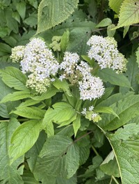 Sambucus africana