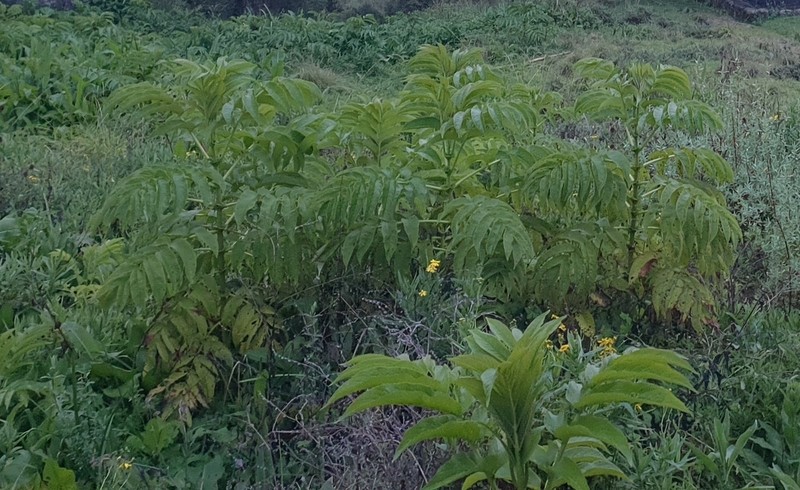 Sambucus africana photo 2
