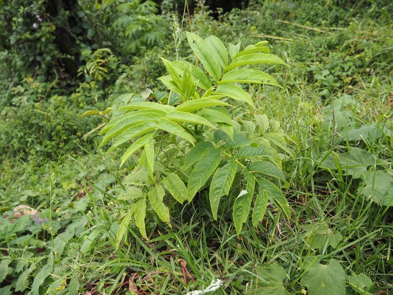 Sambucus africana photo 3