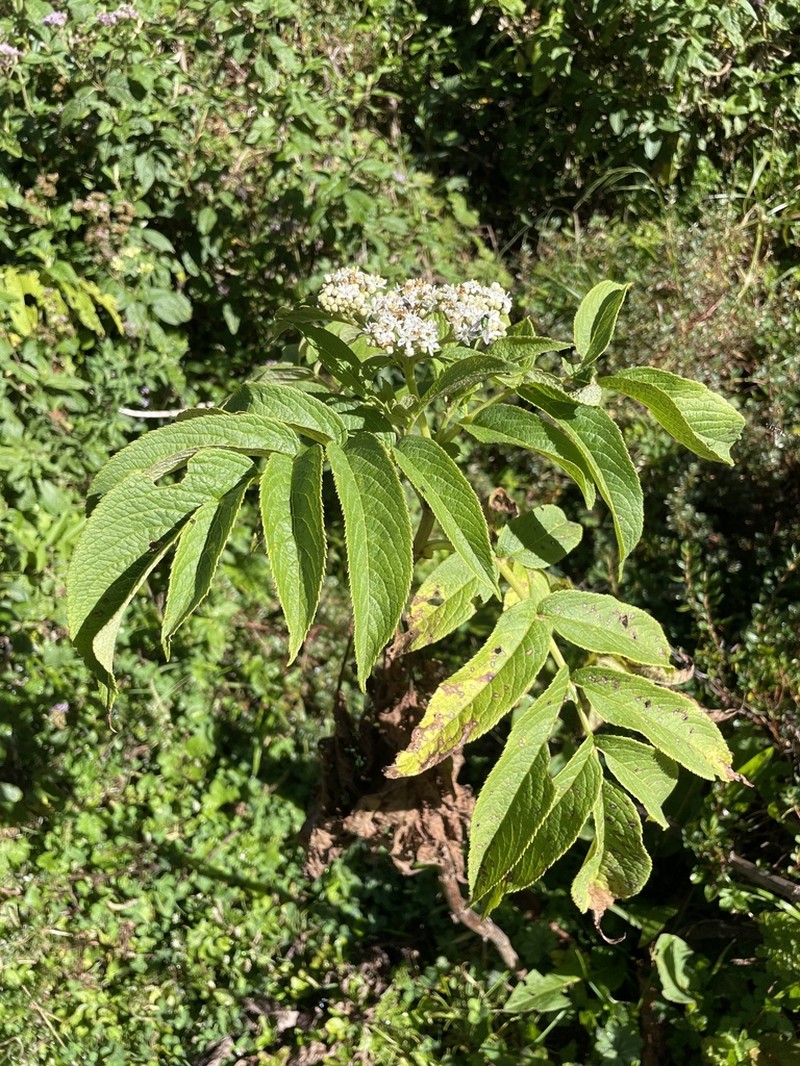 Sambucus africana photo 4
