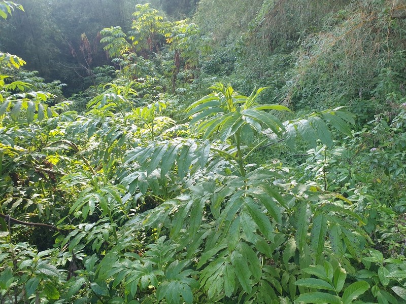 Sambucus africana photo 5