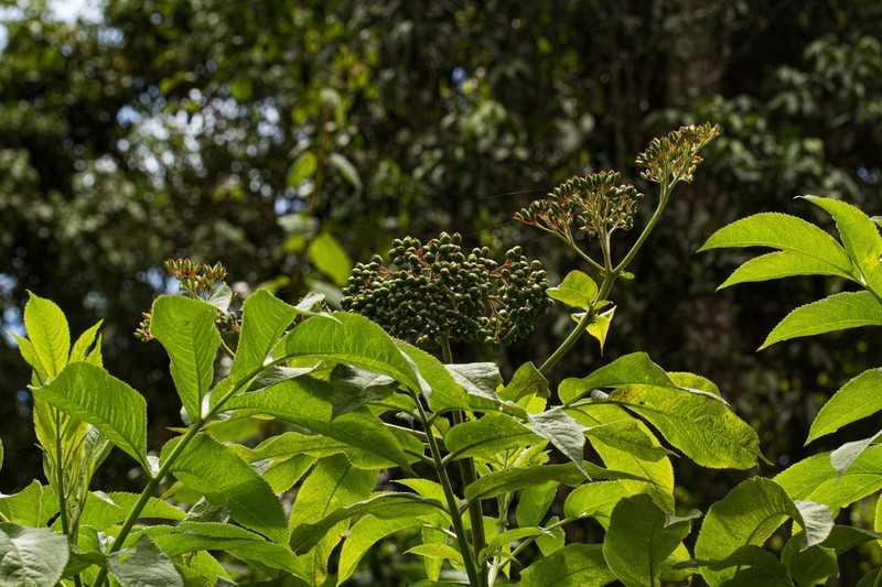 Sambucus africana photo 6