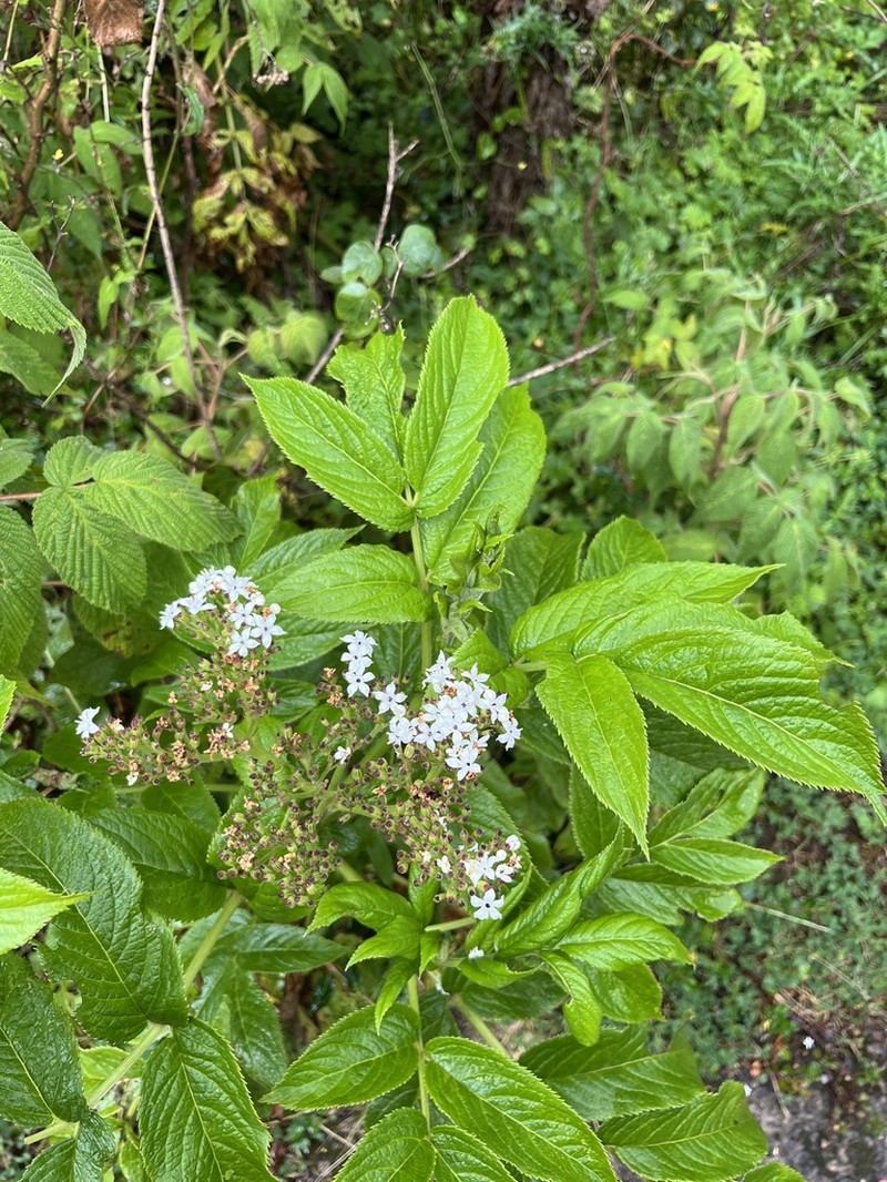 Sambucus africana photo 8