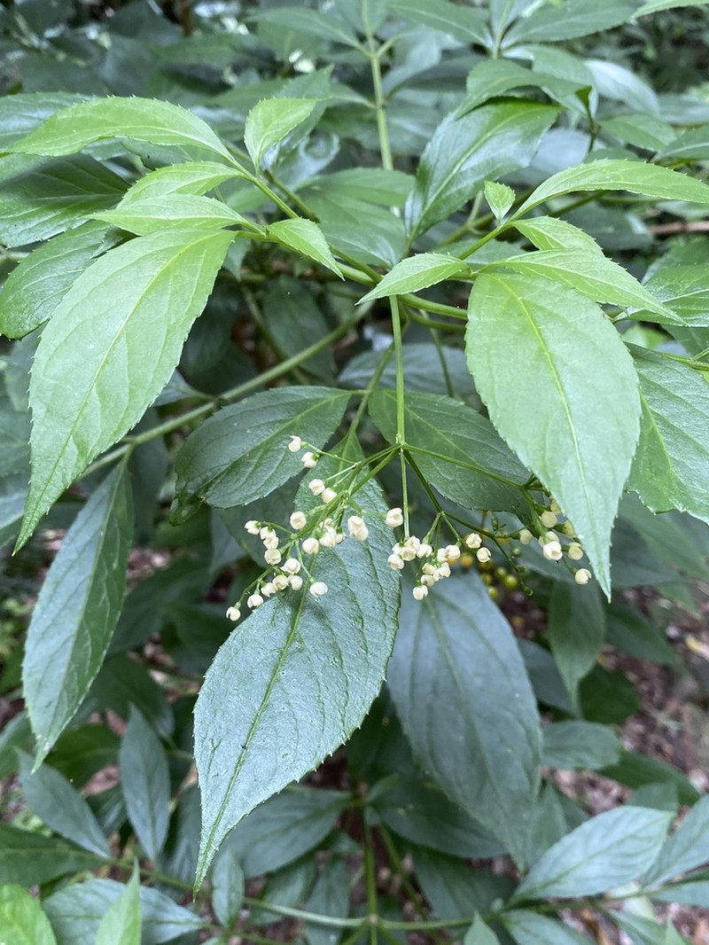 Sambucus australasica photo 2