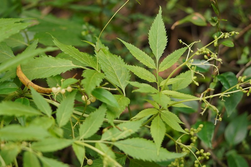 Sambucus australasica photo 3