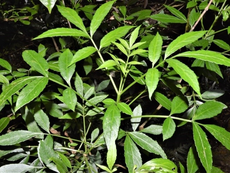 Sambucus australasica photo 4