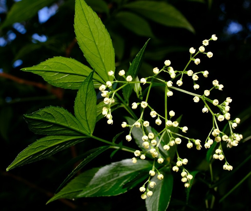 Sambucus australasica photo 5