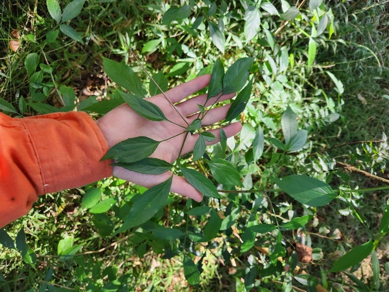 Sambucus australasica photo 6