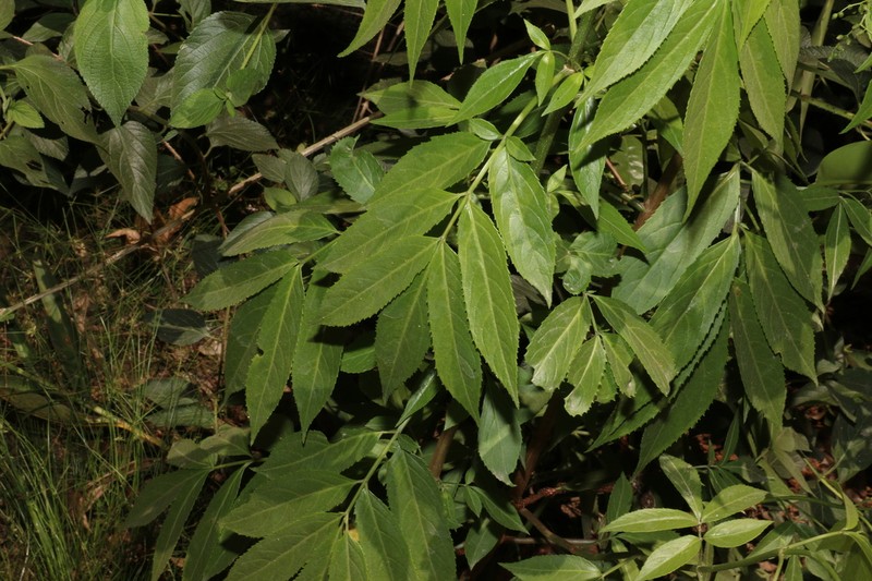Sambucus australasica photo 7