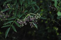 Sambucus australis
