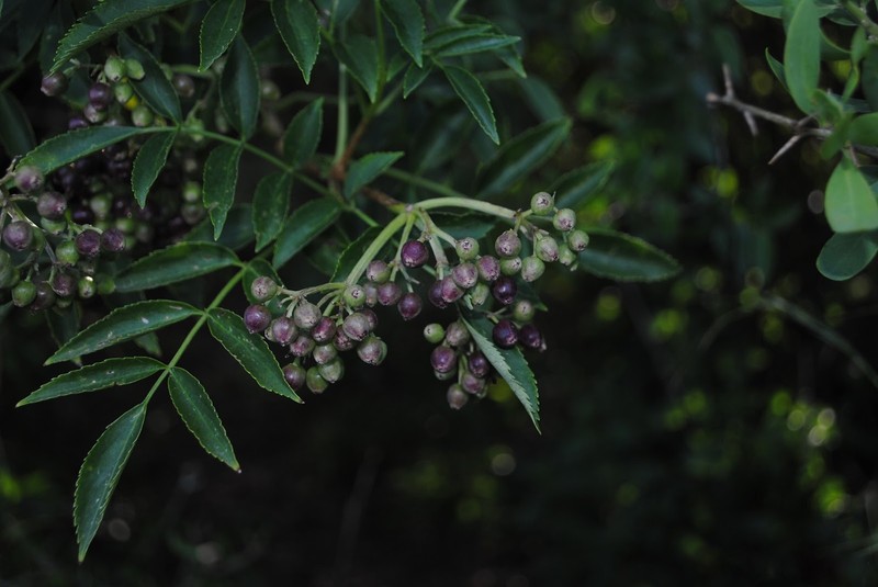 Sambucus australis