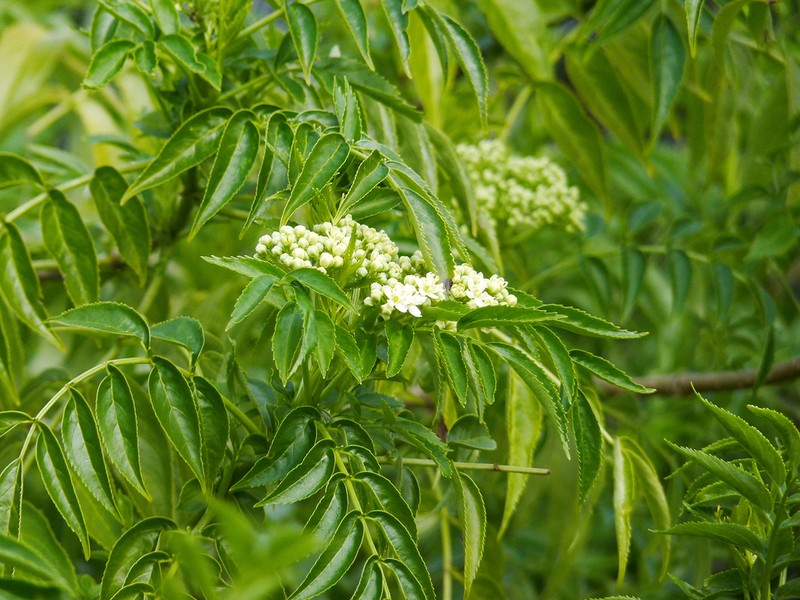 Sambucus australis photo 2