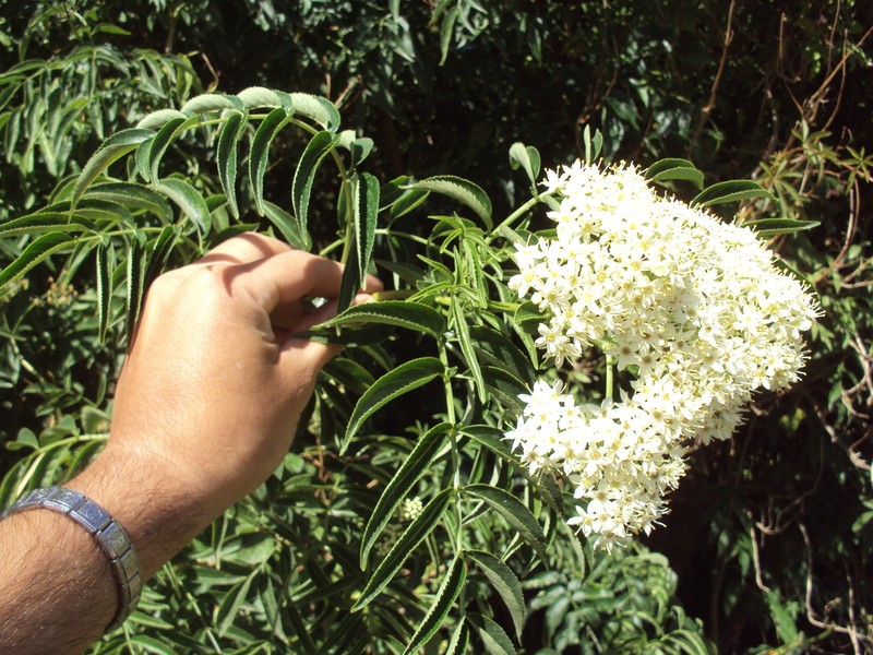 Sambucus australis photo 3