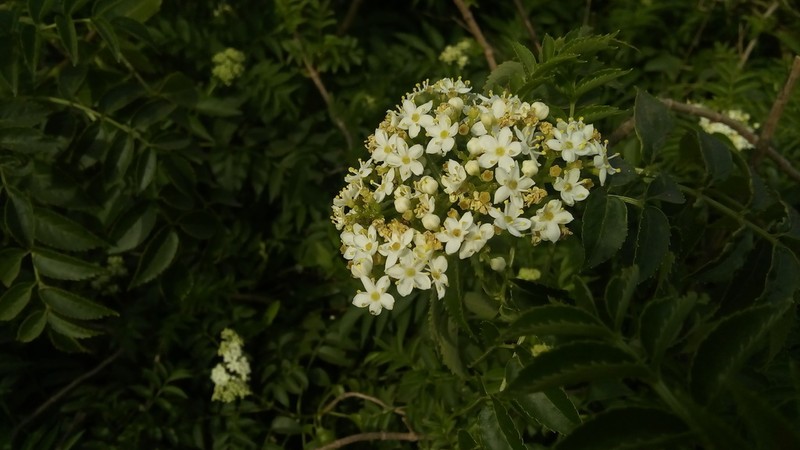 Sambucus australis photo 4