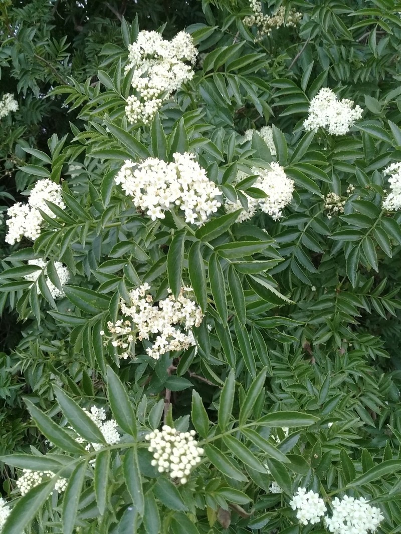 Sambucus australis photo 6