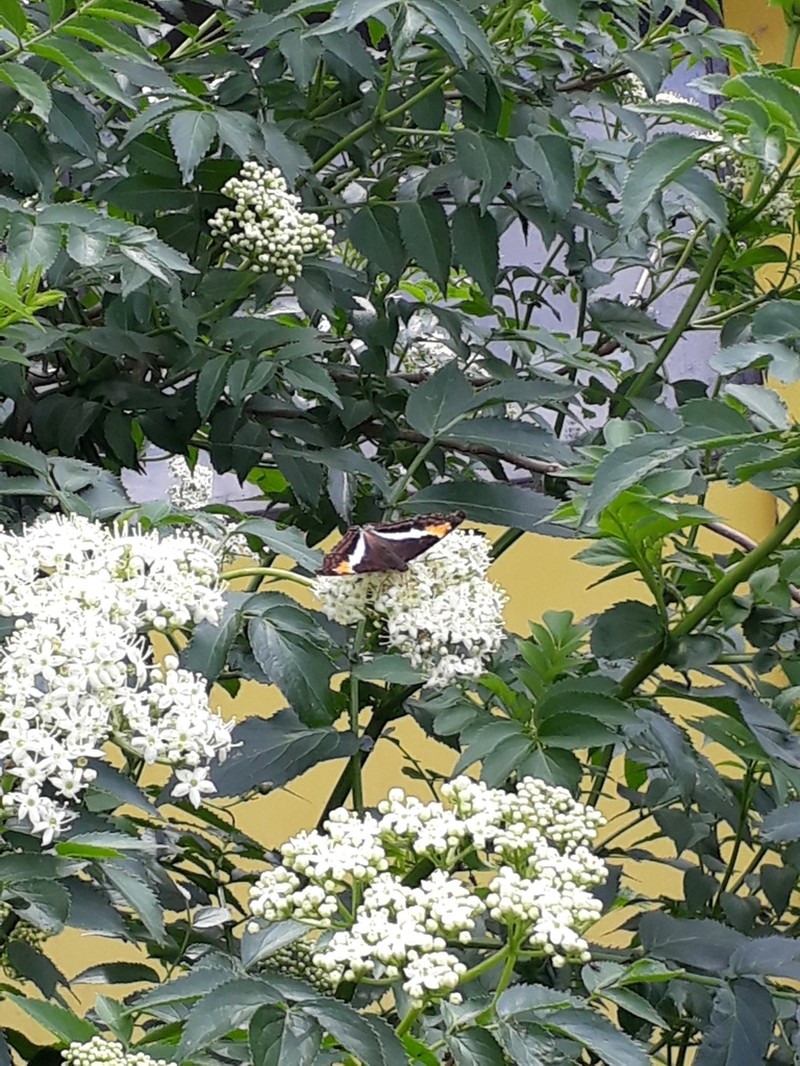 Sambucus australis photo 7