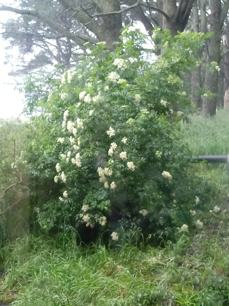 Sambucus australis photo 8