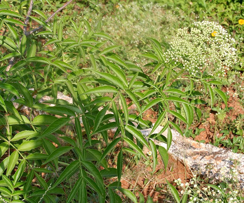 Sambucus canadensis photo 2
