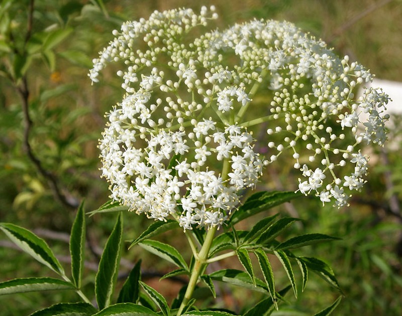 Sambucus canadensis photo 3