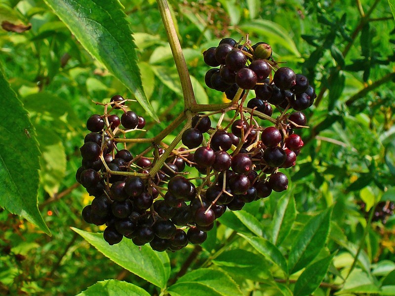 Sambucus canadensis photo 4