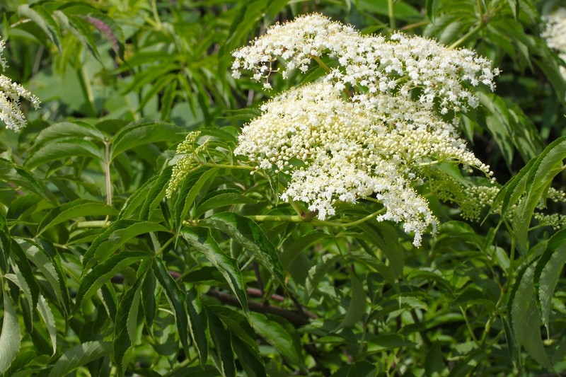 Sambucus canadensis photo 5