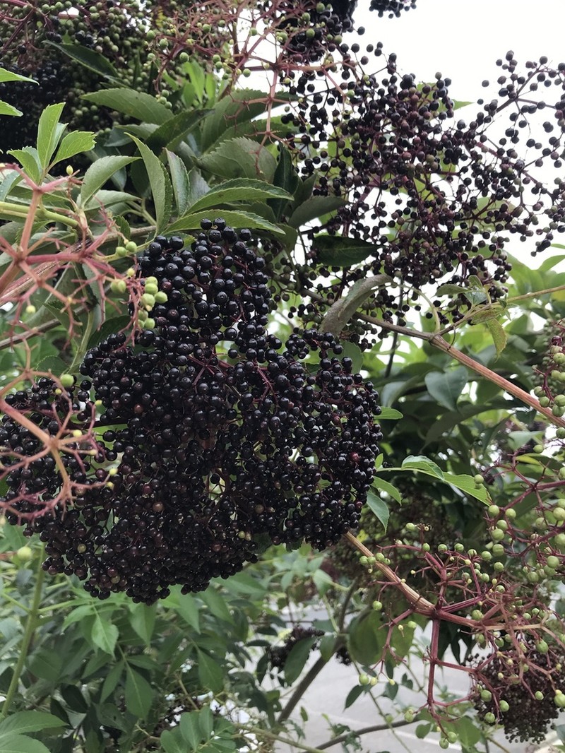 Sambucus canadensis photo 6