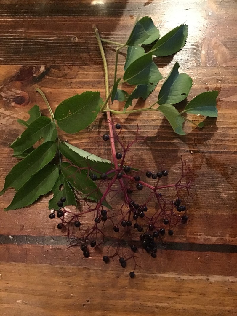 Sambucus canadensis photo 7