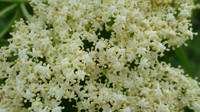 Sambucus cerulea