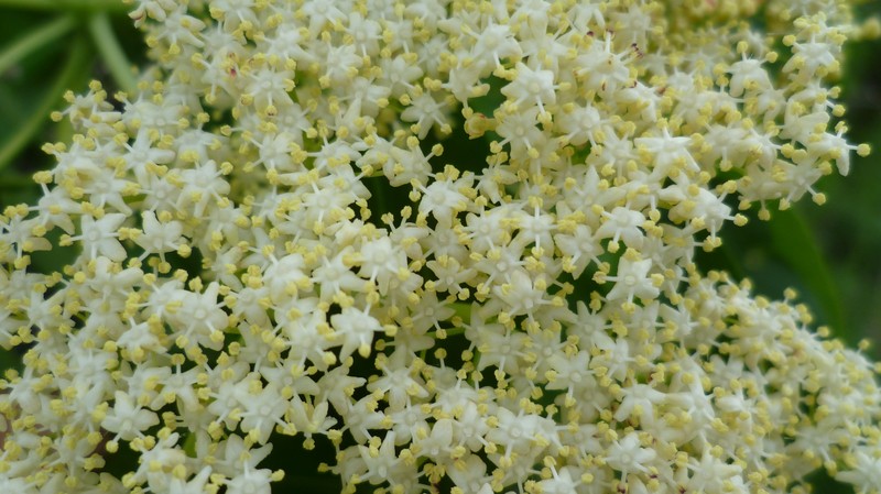 Sambucus cerulea