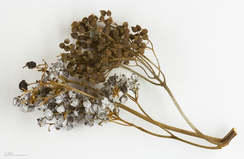Sambucus cerulea photo 2