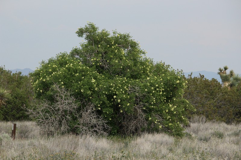 Sambucus cerulea photo 3