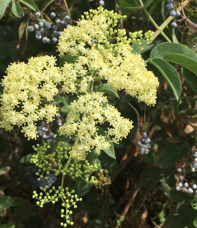 Sambucus cerulea photo 4
