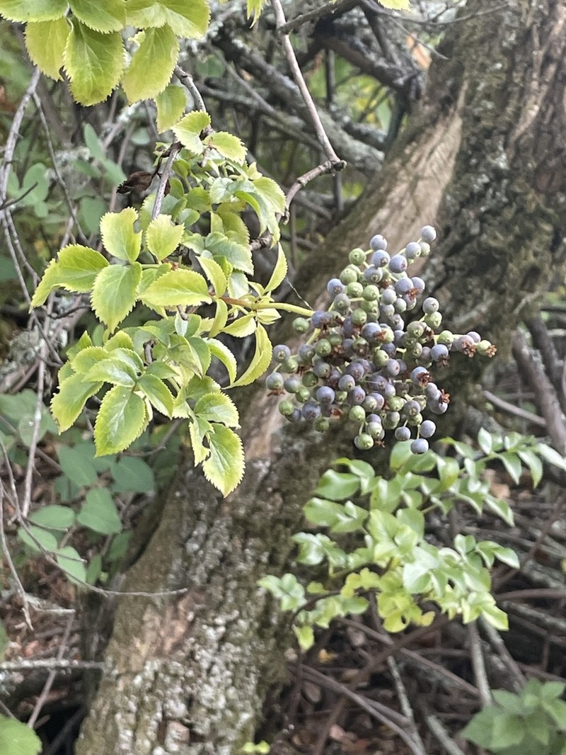 Sambucus cerulea photo 5
