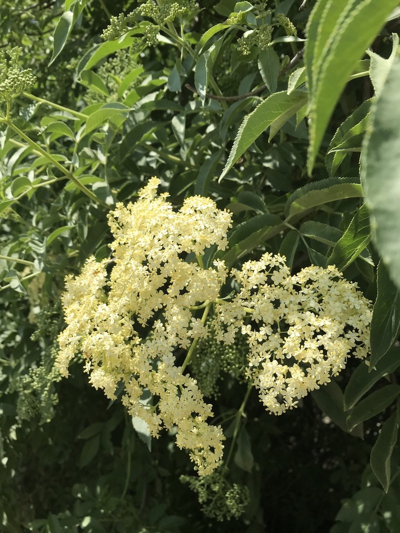 Sambucus cerulea photo 6