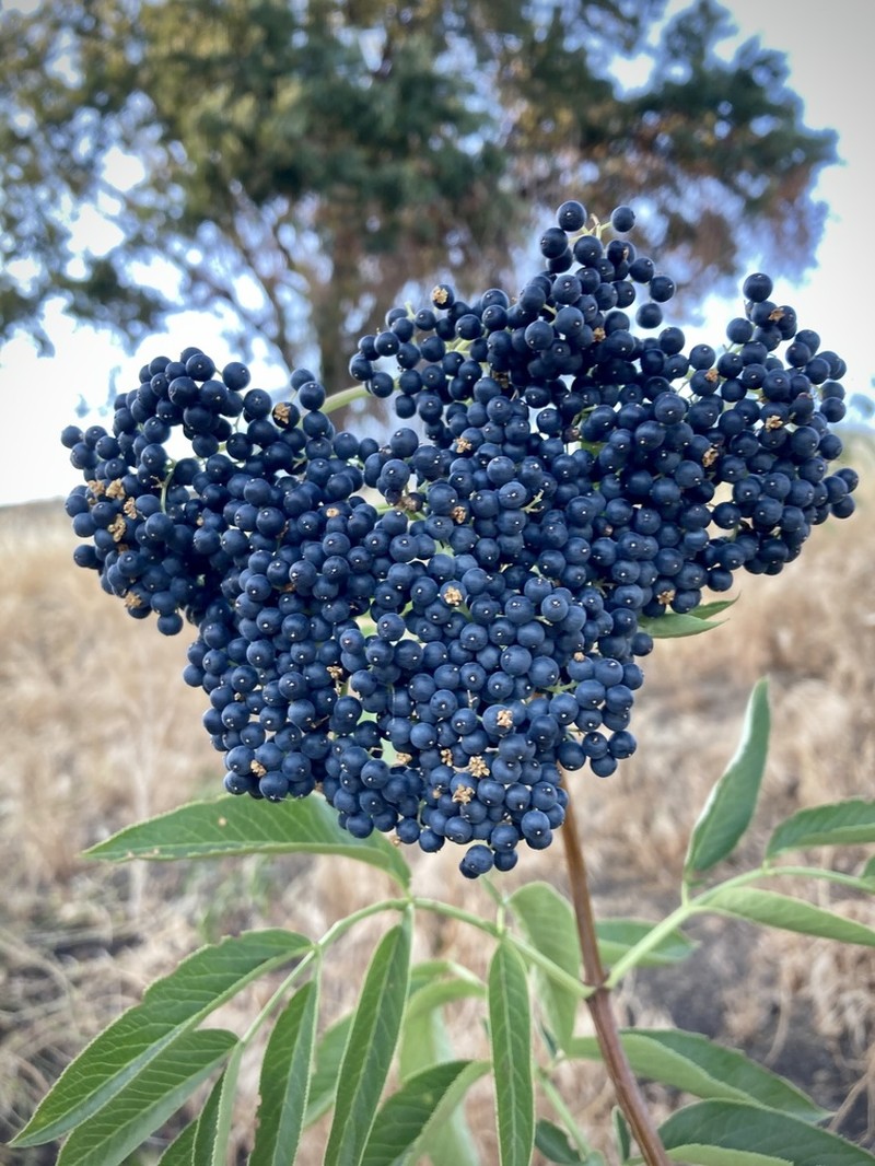 Sambucus cerulea photo 7