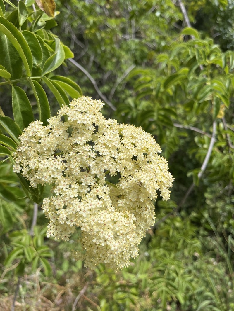 Sambucus cerulea photo 8