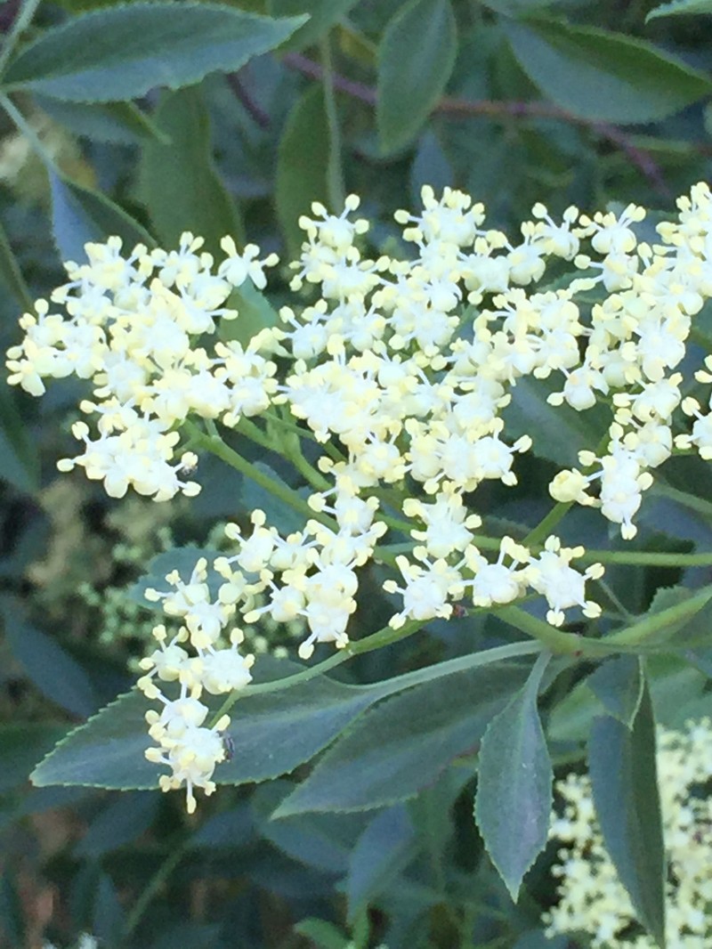 Sambucus cerulea var. cerulea