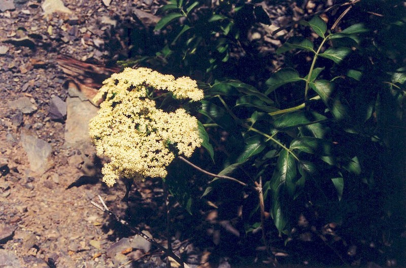 Sambucus cerulea var. cerulea photo 2