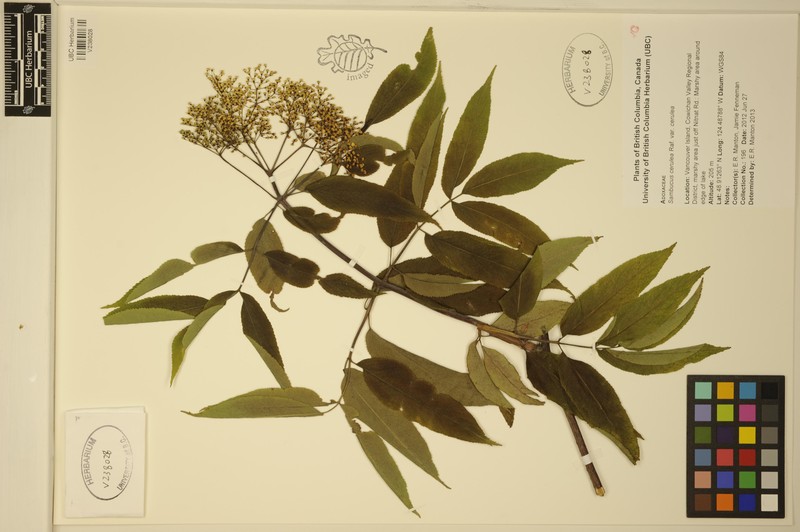 Sambucus cerulea var. cerulea photo 3
