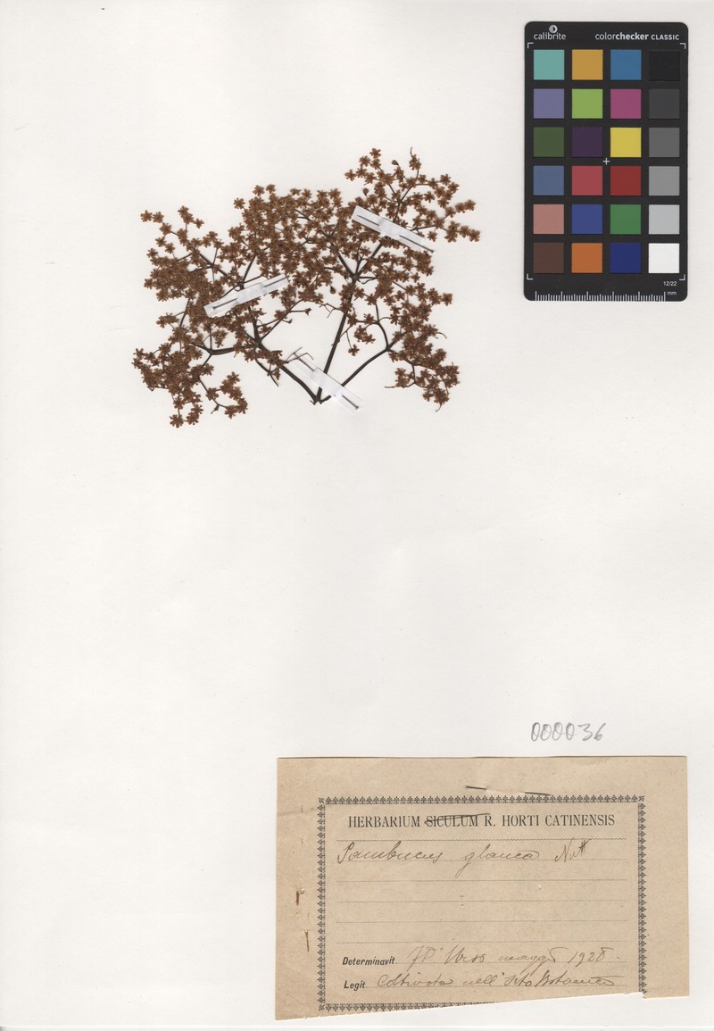 Sambucus cerulea var. cerulea photo 4