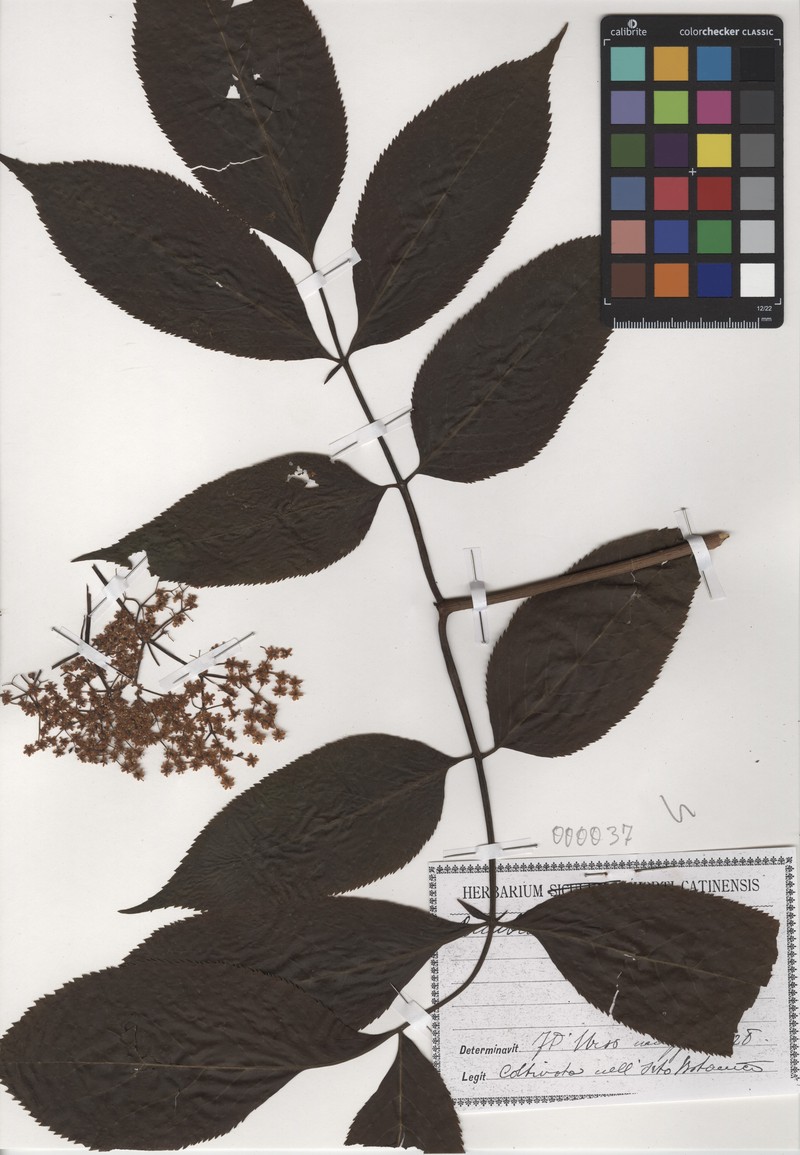 Sambucus cerulea var. cerulea photo 5