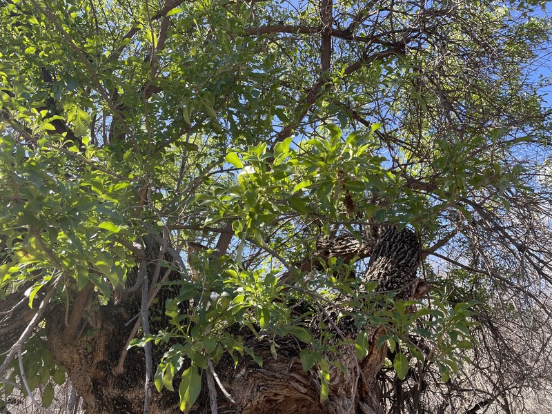 Sambucus cerulea var. neomexicana