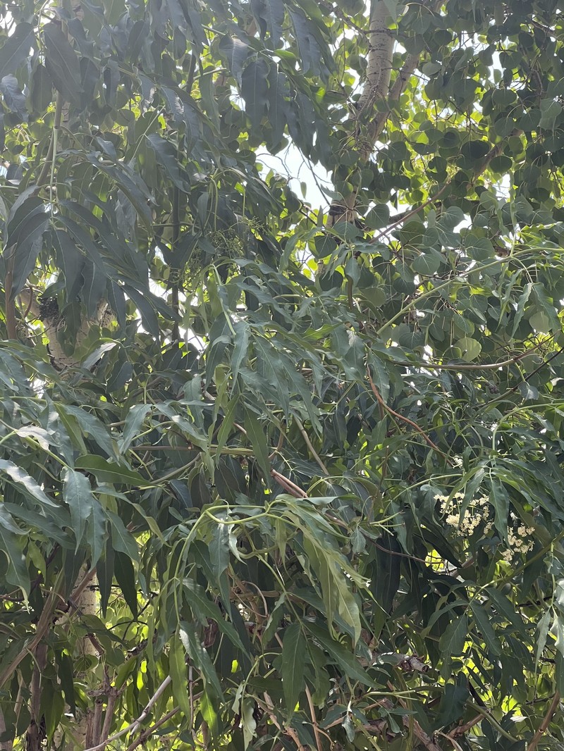 Sambucus cerulea var. neomexicana photo 3