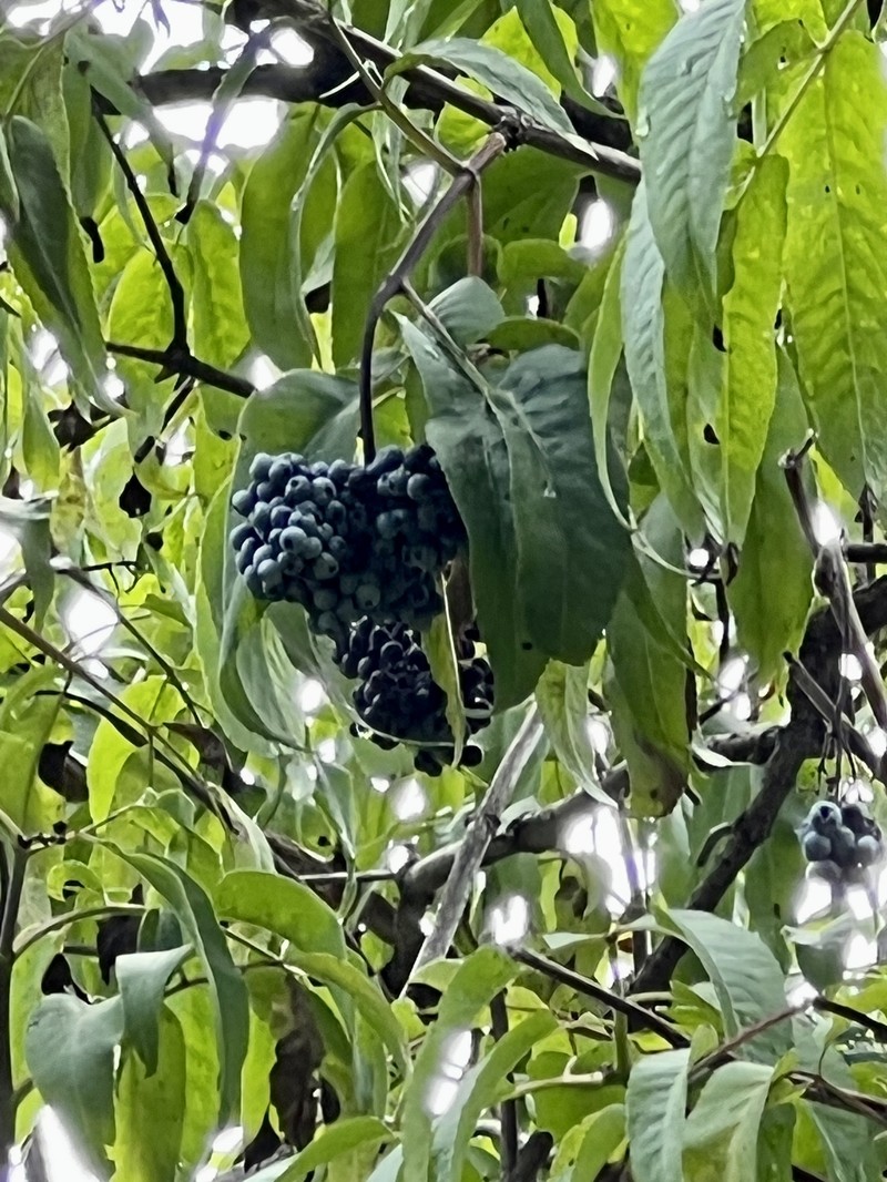 Sambucus cerulea var. neomexicana photo 4