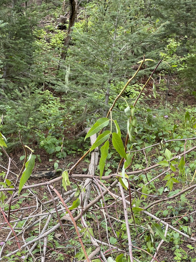 Sambucus cerulea var. neomexicana photo 5