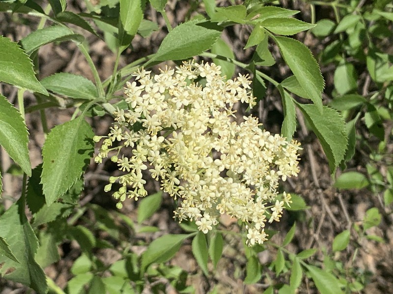 Sambucus cerulea var. neomexicana photo 6