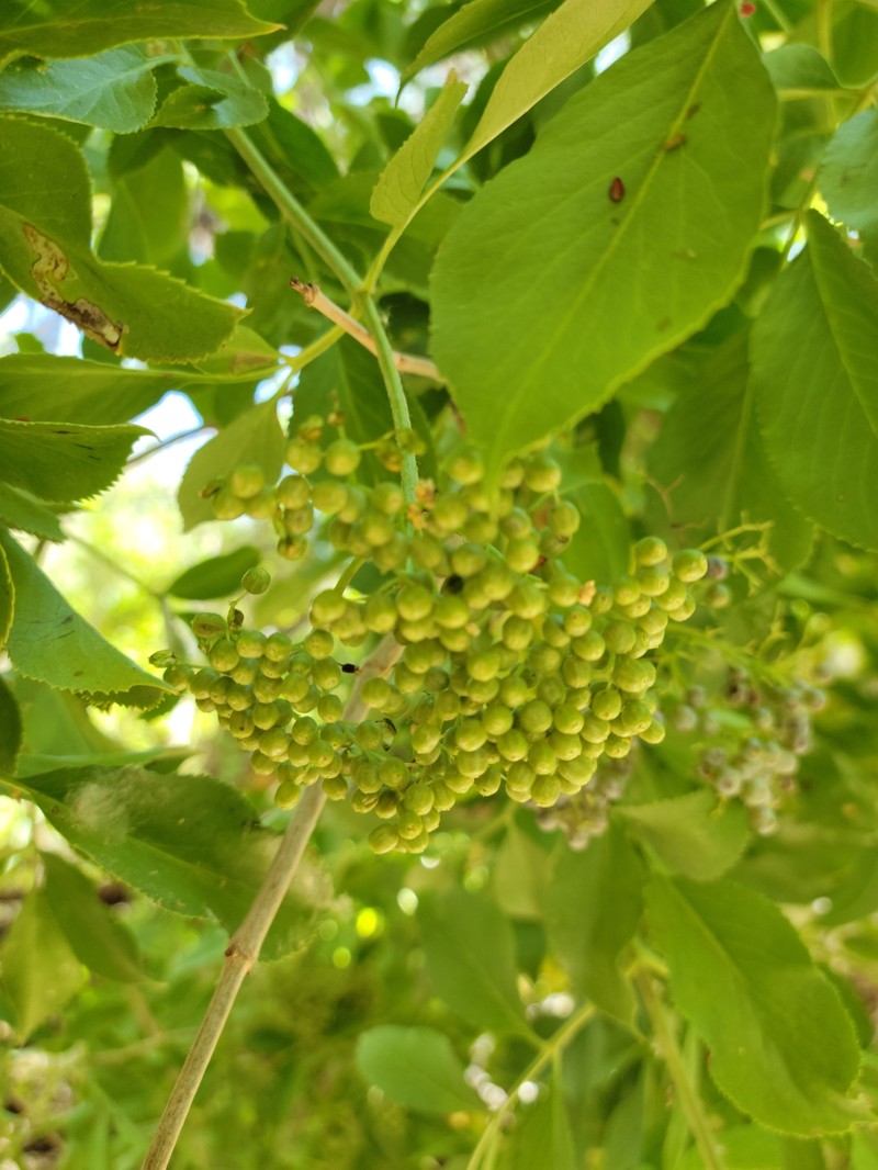 Sambucus cerulea var. neomexicana photo 8